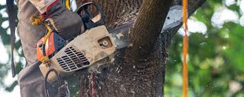 Best Commercial Tree Services  in Fort Clark Springs, TX