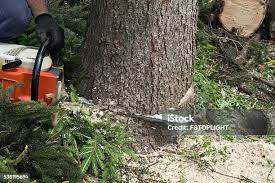 How Our Tree Care Process Works  in  Fort Clark Springs, TX