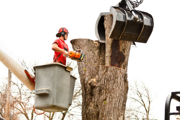 Trusted Fort Clark Springs, TX Tree Care Experts
